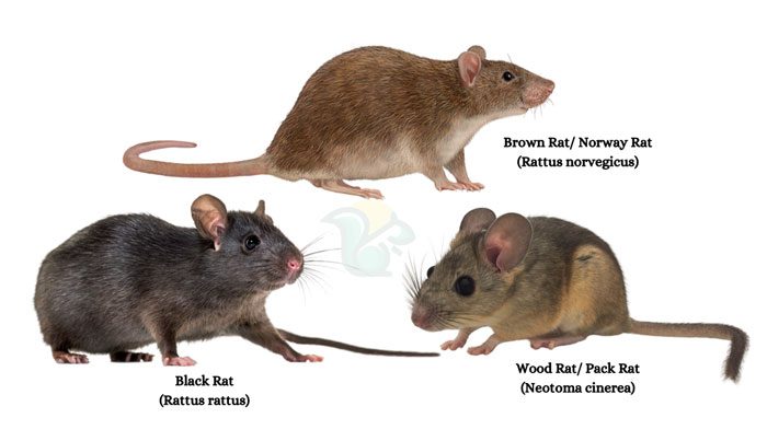 Invasive Rats in Alaska