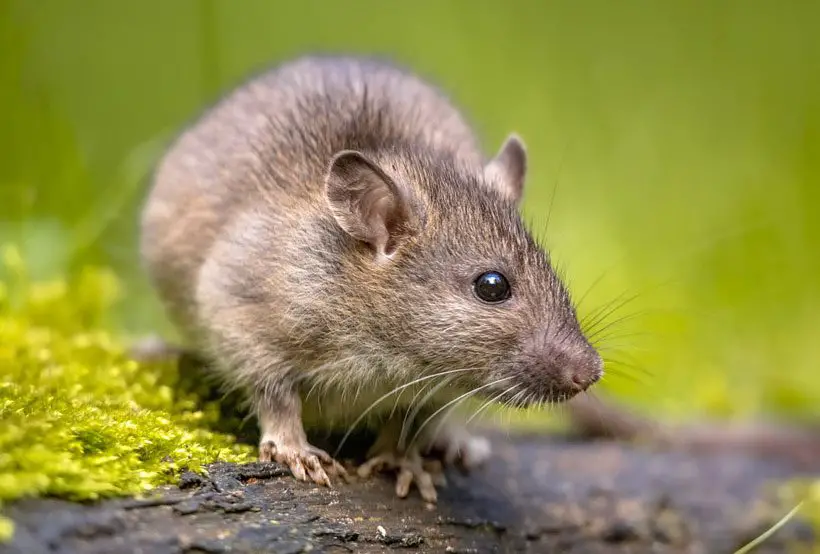 Norway Rat