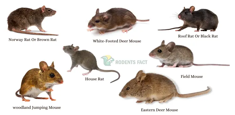 Types Of Rats In Massachusetts