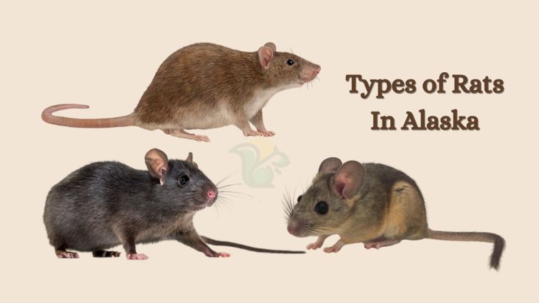 Types of Rats In Alaska