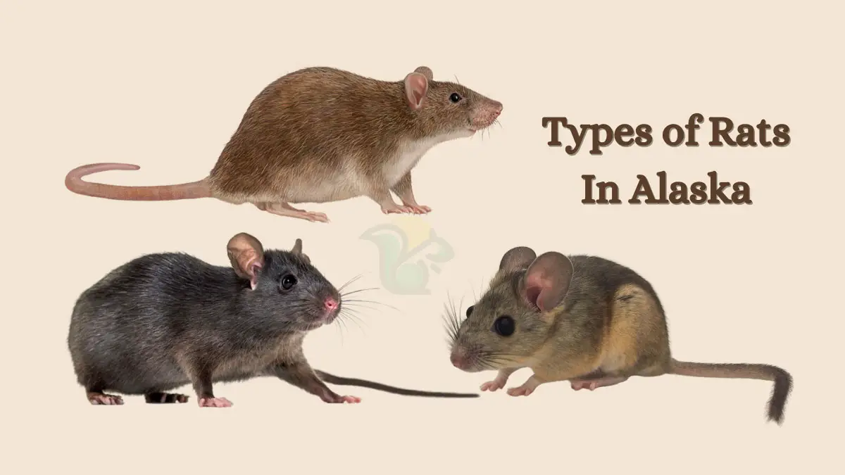 3 Types of Rats In Alaska: Ins and Outs About These Invasive Rodents