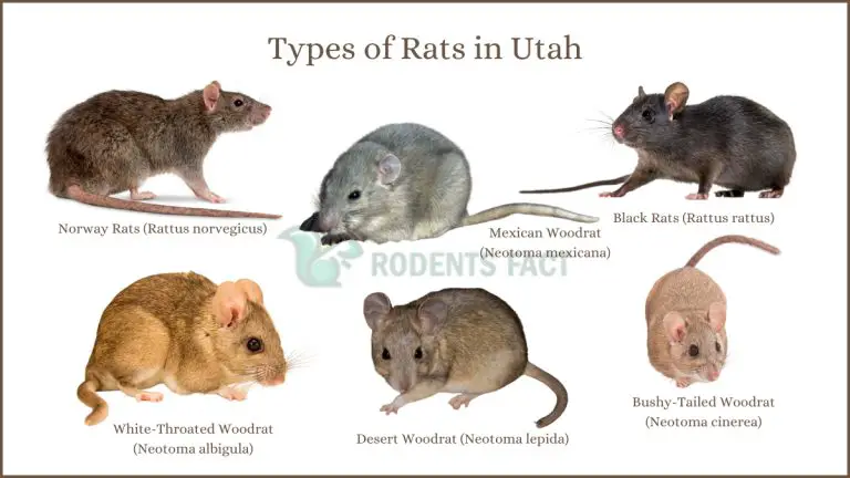 Types of Rats in Utah