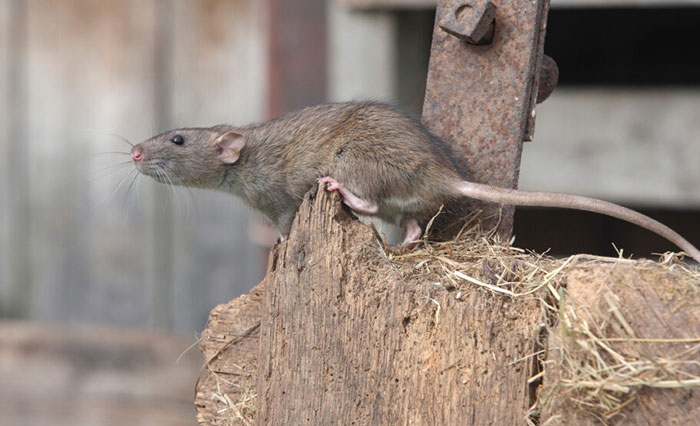 How To Rodent Proof Your Home