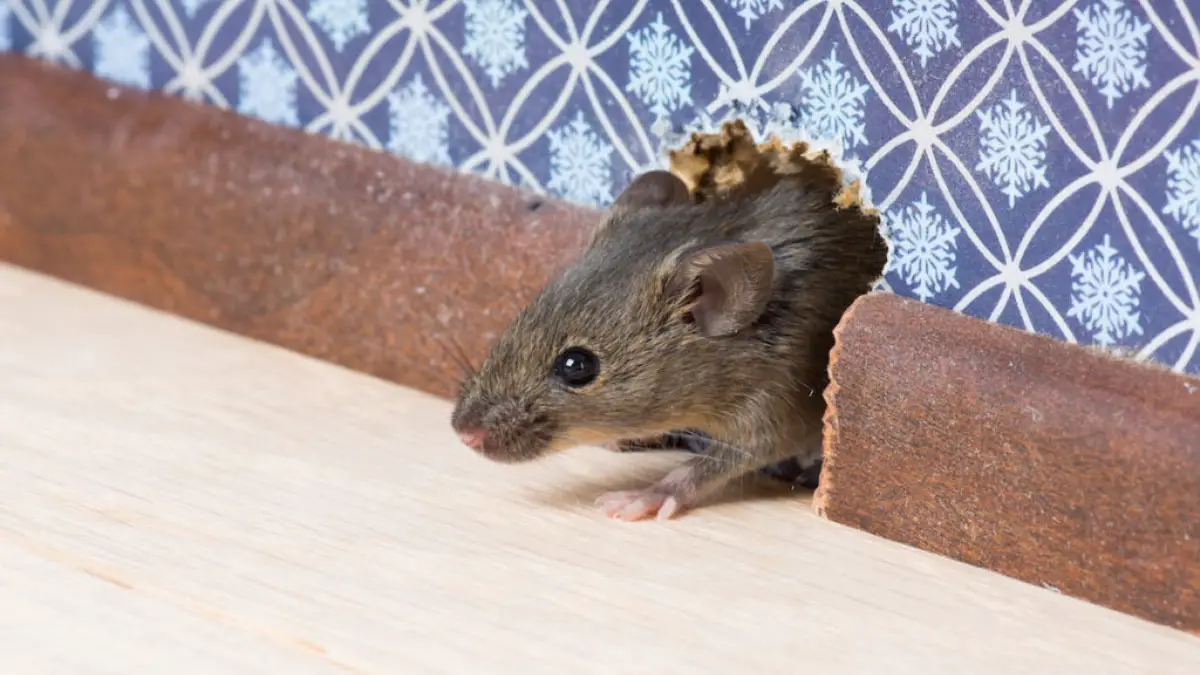 How To Rodent Proof Your Home With These Three Simple Tips